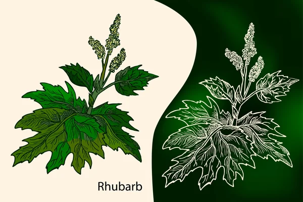 Ruibarbo. Ervas medicinais desenhadas à mão. Desenho com giz —  Vetores de Stock