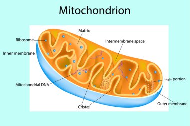 Mitochondrion. Components of a typical mitochondrion. Structure. Interactive diagram clipart