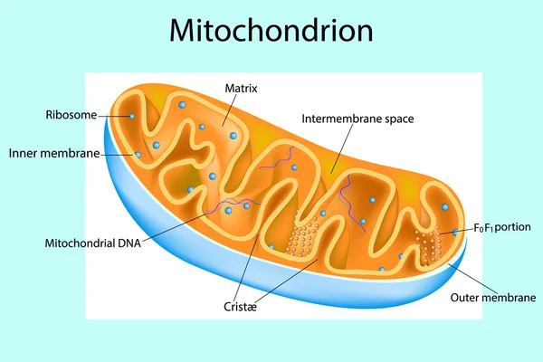 Mitochondria Vector Art Stock Images | Depositphotos