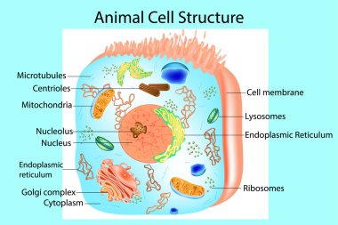 Illustration of the anatomy of an animal cell. Structure of a Eukaryotic cell. clipart