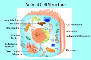 Illustration of the anatomy of an animal cell. Structure of a Eukaryotic cell. clipart