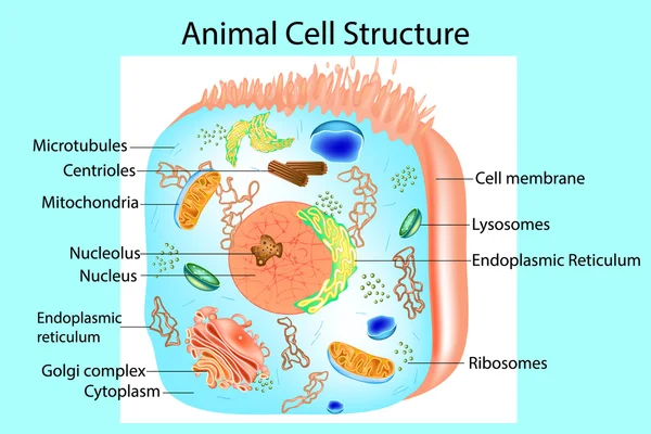 Ilustracja anatomii zwierząt komórki. Struktura komórek eukariotycznych. — Wektor stockowy