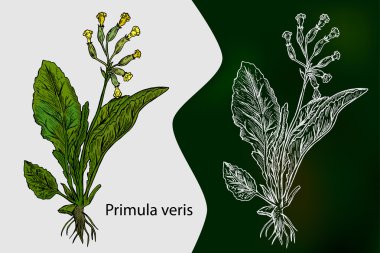 Primula veris. Vektör. Tıbbi bitki. Botanik vektör çizim el çekilmiş
