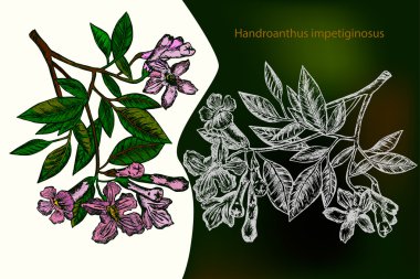 Handroanthus impetiginosus. Elle çizilmiş tasarım öğesi. Tebeşir ile çizim.