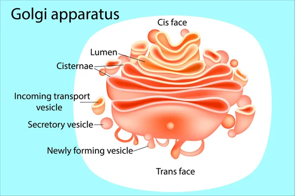 Aparelho Golgi. Diagrama. Vetor —  Vetores de Stock