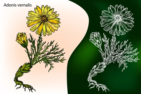 Adonis vernalis. Pianta medicinale. Illustrazione vettoriale botanica disegnata a mano — Vettoriale Stock