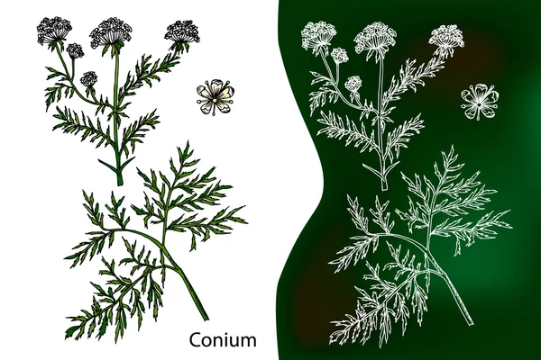 Cônio maculatum. Ervas medicinais desenhadas à mão. Desenho com giz —  Vetores de Stock