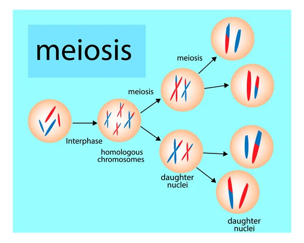Mejozy. podział komórek. wektor wykres — Wektor stockowy