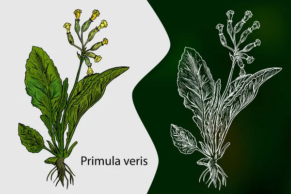 Primula veris. Vector. Planta medicinal. Ilustração vetorial botânica desenhada à mão —  Vetores de Stock