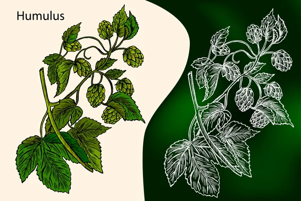 Humulus입니다. 일반적인 홉 (Humulus Lupulus)입니다. 벡터 일러스트입니다. 핸드 그린입니다. 약용 식물입니다. 벡터 — 스톡 벡터