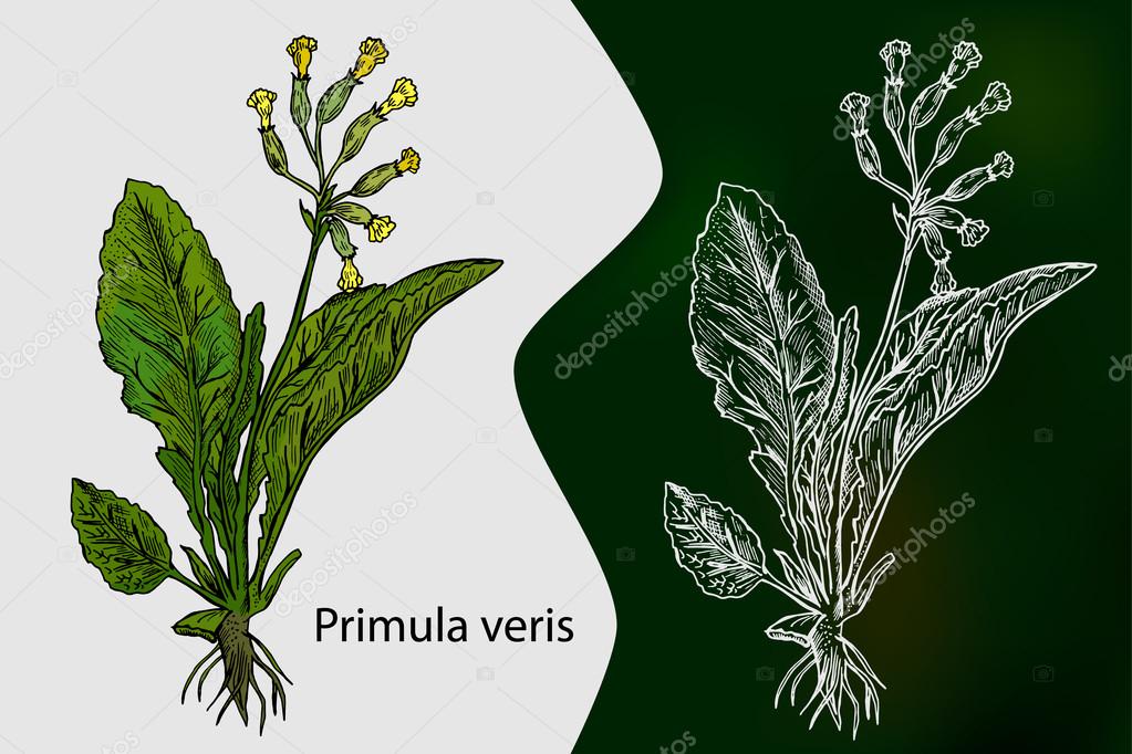 Primula veris. Vector. Medicinal plant. Hand drawn botanical vector illustration