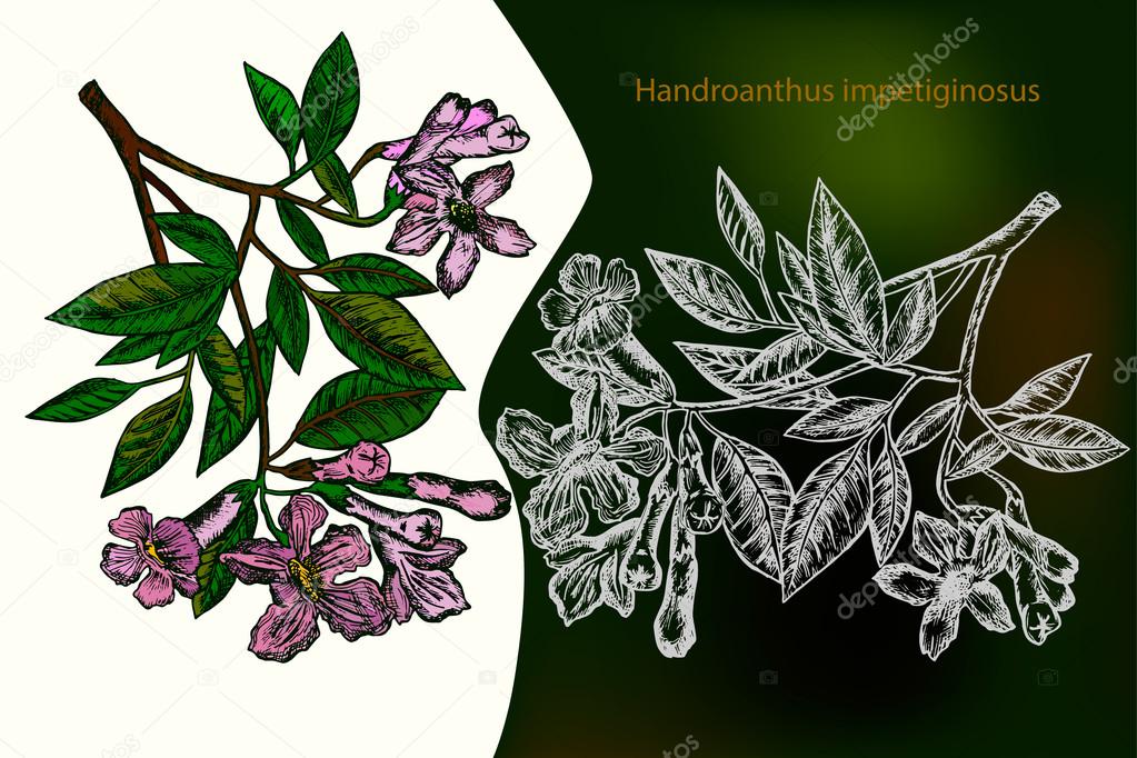 Handroanthus impetiginosus. Hand drawn design element. Drawing with chalk.