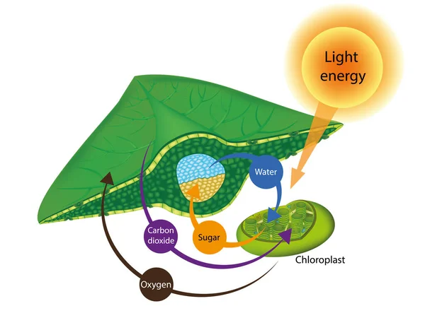 Processus Photosynthèse Dans Les Plantes Structure Une Feuille Les Chloroplastes — Photo