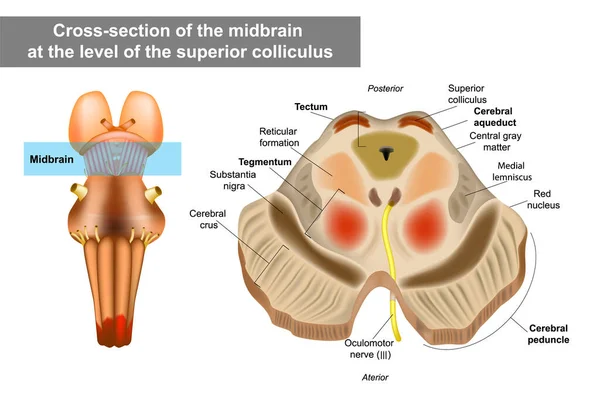 Ilustração da anatomia do mesencéfalo ou mesencéfalo. — Vetor de Stock