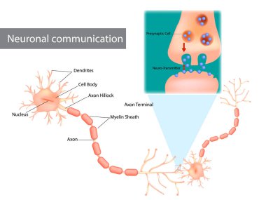 Neuronal communication. The dendrites contain receptors for neurotransmitters released by nearby neurons. clipart