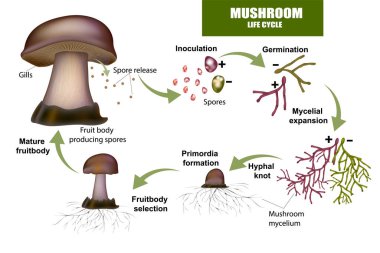 LIFE CYCLE MUSHROOM. Fruit body producing spores clipart