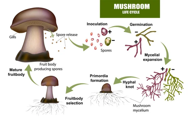 LIFE CYCLE MUSHROOM. Fruit body producing spores — Stock Vector