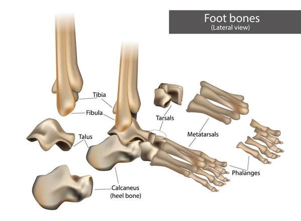 Anatomische structuur van de menselijke voetbeenderen. — Stockvector