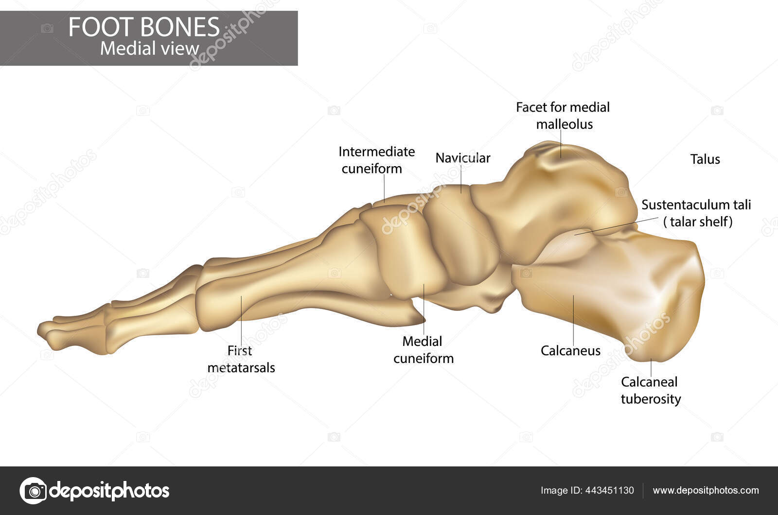 Medial View Of Foot Bones Diagram Vector Image By C Sakurra Vector Stock 443451130