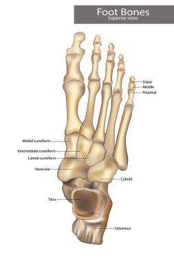 Anatomy Bones of the Feet. Superior view clipart