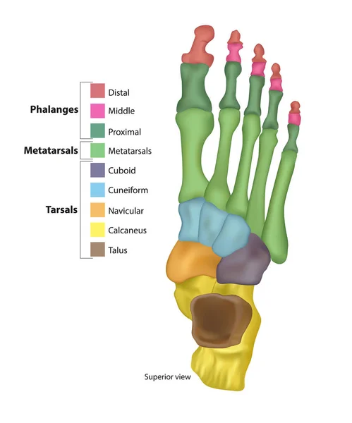 Beenderen van de voet .Tarsals of tarsus, Metatarsals, falanges — Stockvector