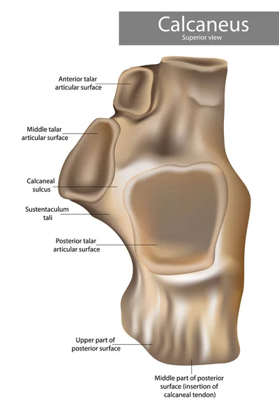 Anatomia do Calcâneo. Vista superior. — Vetor de Stock