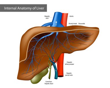 Karaciğerin İç Anatomisi. Tıbbi Görüntü İnsan Anatomisi