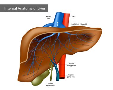 Internal Anatomy of Liver. Medical Illustration Human Anatomy clipart