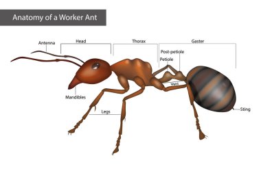 External Anatomy of a Worker Ant. Body structure clipart