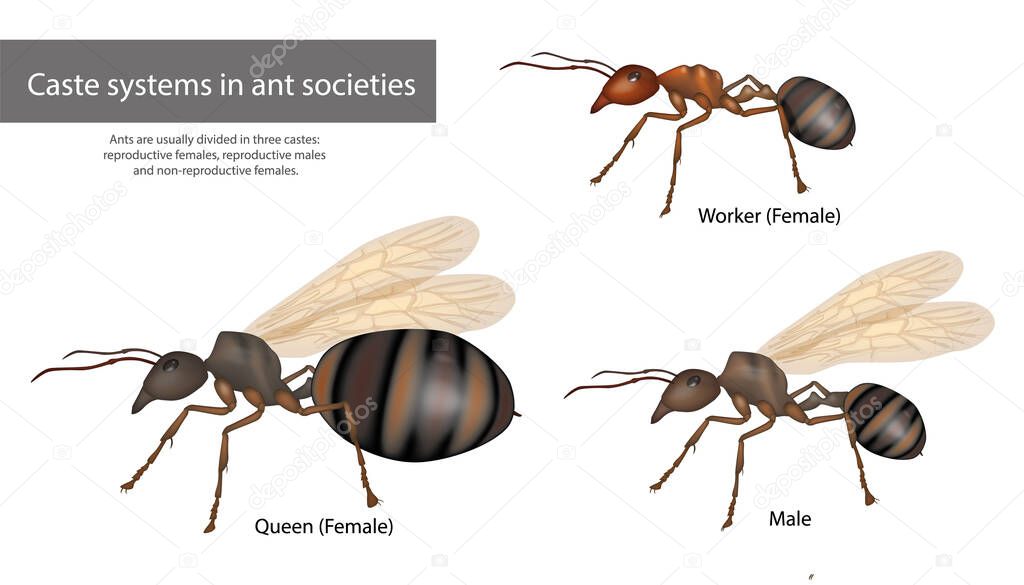 Caste systems in ant societies. Type of ants. Social structure