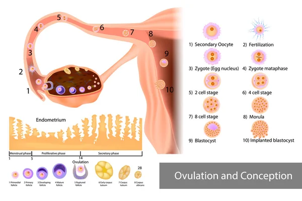 Yumurtlama ve gebelik implantasyonu. Bir insan embriyosunun döllenmesi ve gelişimi — Stok Vektör