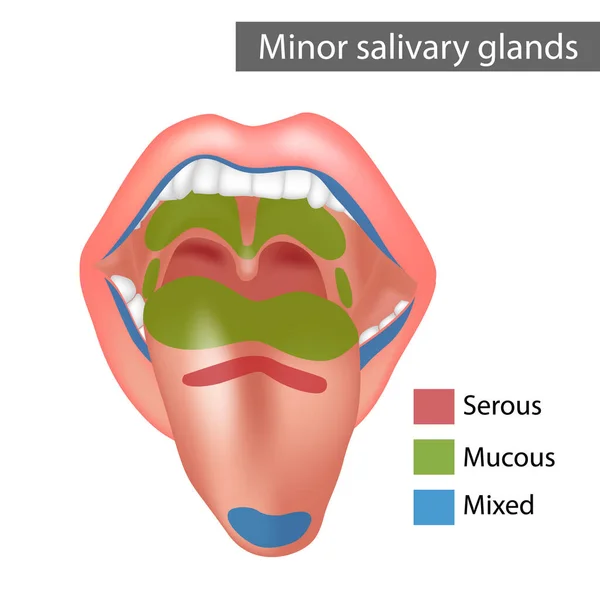 Minor salivary glands Mixed, Mucous, Serous. Anatomy — Archivo Imágenes Vectoriales