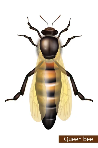 Realistic Queen bee on white background. Detailed — Vector de stock
