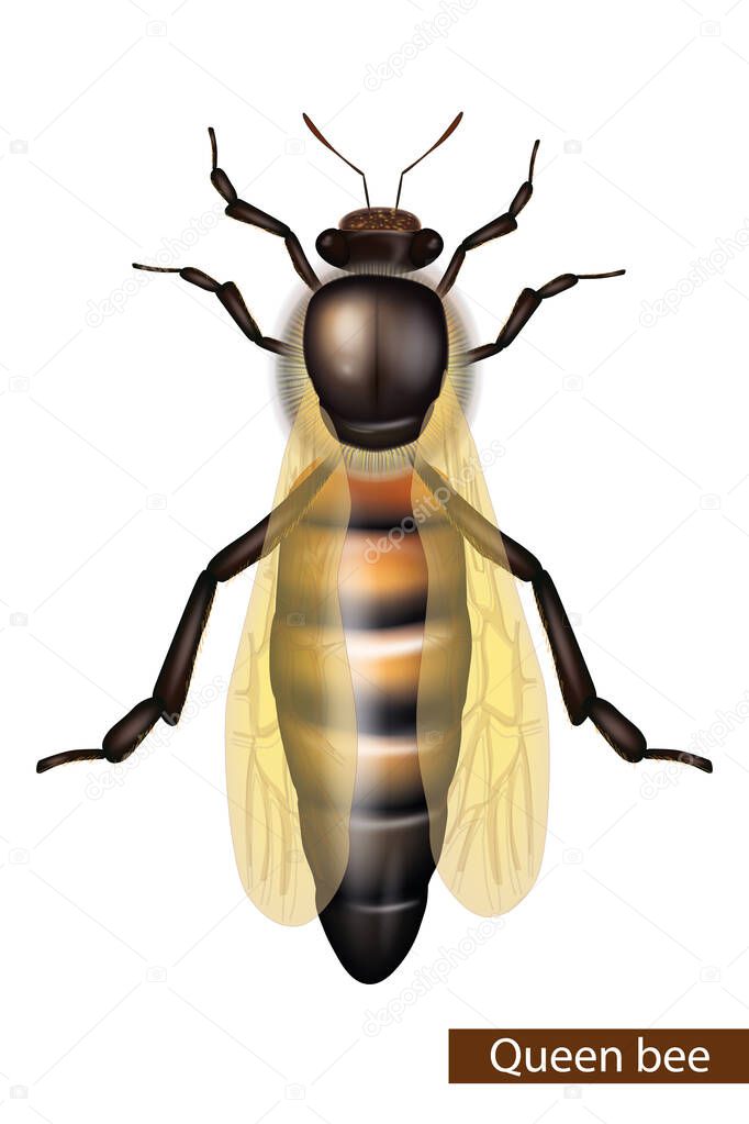 Realistic Queen bee on white background. Detailed