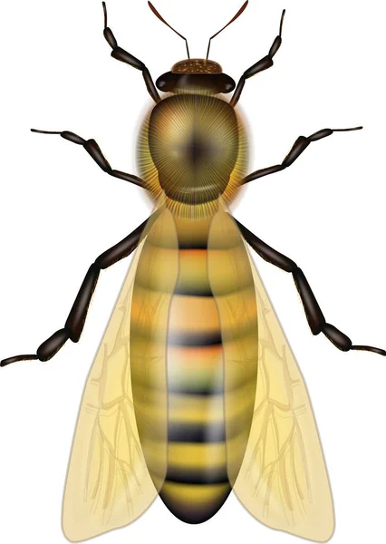Abelha operária isolada num fundo branco. Abelha do mel ocidental ou trabalhador europeu da abelha do mel Apis mellifera — Vetor de Stock