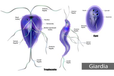 Giardia anaerobic flagellated protozoan parasites of the phylum metamonada. The structure of Giardia lamblia of Cyst and Trophozoite. Giardiasis. clipart