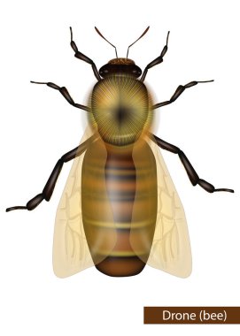 Beyaz arka planda gerçekçi İHA arısı. Detaylı Batı Bal Arısı veya Avrupalı Bal Arısı işçisi Apis mellifera