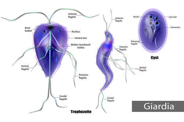 ジアルディア嫌気性鞭毛虫の原虫メタマダの寄生虫 CystとTrophozoiteのGiardia Lambliaの構造 ジアルジア症 — ストックベクタ