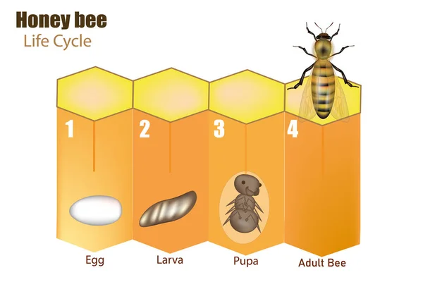 Lebenszyklus der Honigbiene. Entwicklungsstadien der Biene — Stockvektor