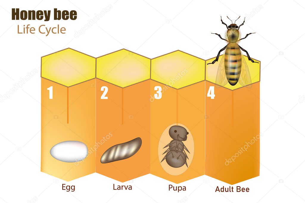 Honey bee life cycle. Stages of development of the bee