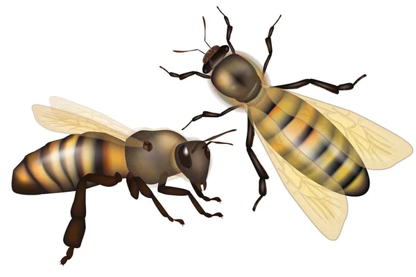 Duas abelhas realistas em fundo branco isolado. Vetor — Vetor de Stock