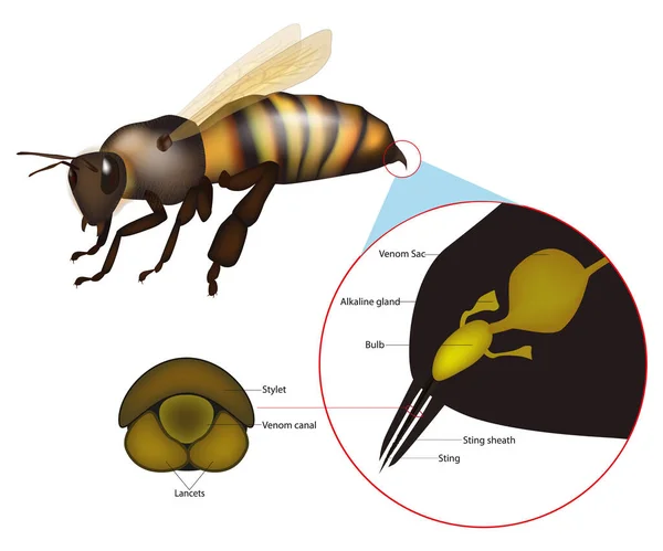 A estrutura do Honey Bee Sting. Anatomia do aparelho de ferrão. — Vetor de Stock