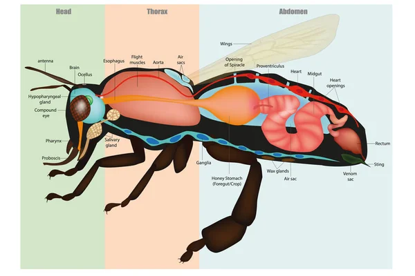 Honey Bee Apis mellifera, anatomia interna e fisiologia. Diagrama de Anatomia Seccional das Abelhas — Vetor de Stock