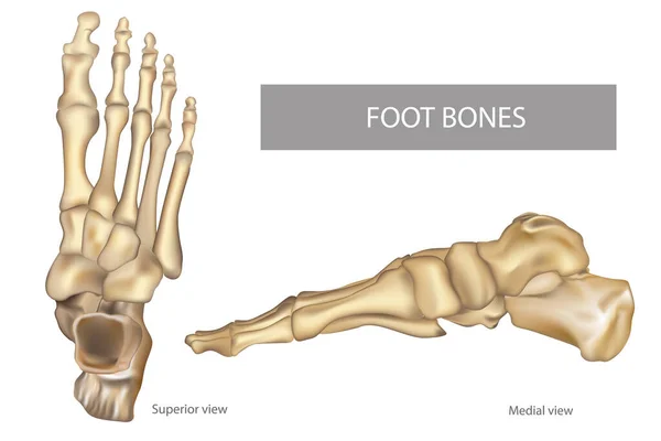 Anatomie Kosti nohou. OrthDiagram — Stockový vektor