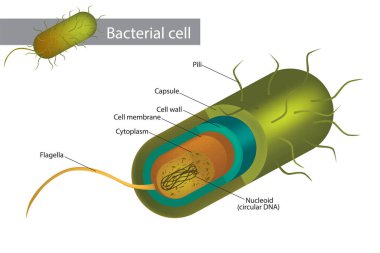 Bakteriyel hücre yapısı hücre duvarı, membran, plazmid DNA ve flagellum gösteriyor..