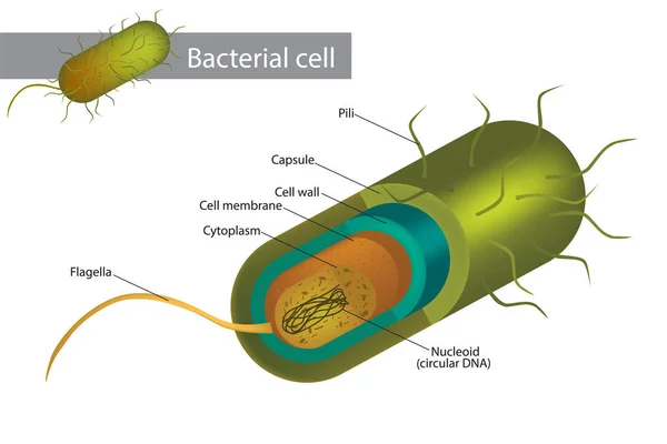 รูปภาพโครงสร้างเซลล์แบคทีเรีย แสดงผนังเซลล์ เยื่อหุ้ม พลาสมิด ดีเอ็นเอ และ flagellum . — ภาพเวกเตอร์สต็อก
