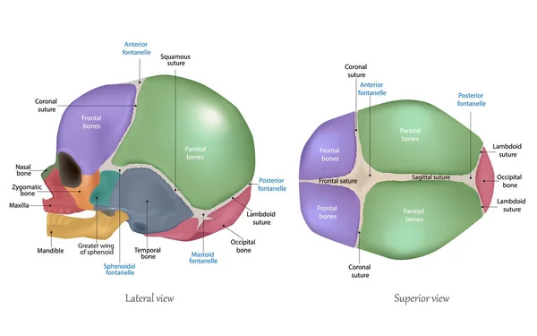 Anatomie des neugeborenen Schädels. Kraniale Nähte und Fontanelle. Seitliche und überlegene Sicht — Stockvektor