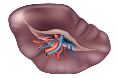 Dalağın dalak dalağını dallanan arter ve damarla gösteren bilimsel tıbbi bir çizim. Dalağın anatomisi ve kan damarları.
