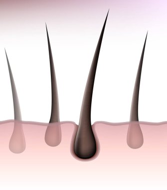 İnsan tüyü foliküllerinin ve deri yapısının detaylı gerçekçi çizimi üst deriden çıkan saç köklerini gösteriyor. Dermatoloji, trikoloji ve saç bakım tasarımı için eğitici tıbbi konsept.