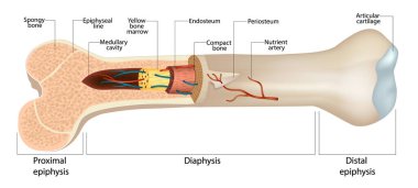Enine kesitteki insan uzun kemiğinin iç yapısını gösteren detaylı bir tıbbi illüstrasyon. Diyagram proksimal epifizisi, diyafizisi, distal epifizi vurguluyor. Uzun Kemik Yapısı